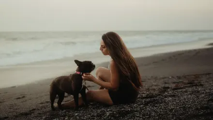 Dog traveling with an owner