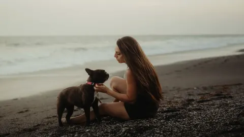 Dog traveling with an owner