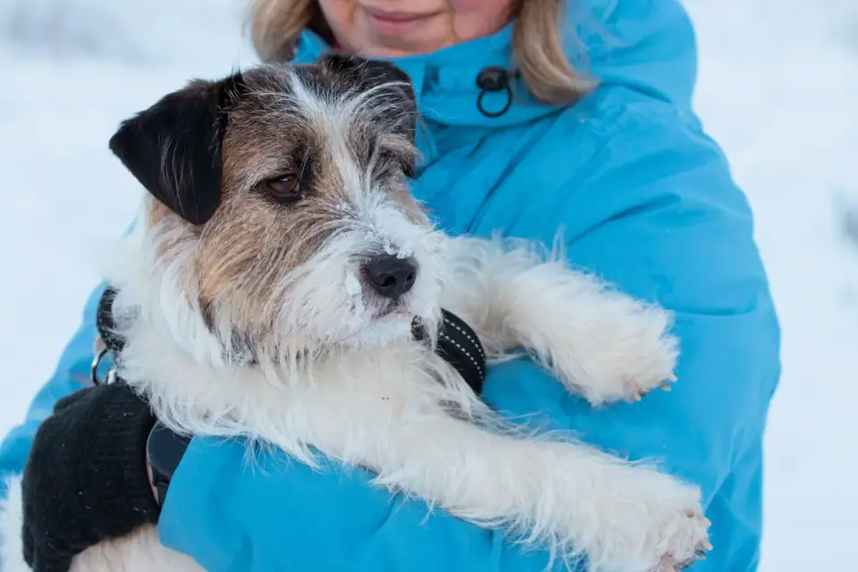 Dog traveling with an owner