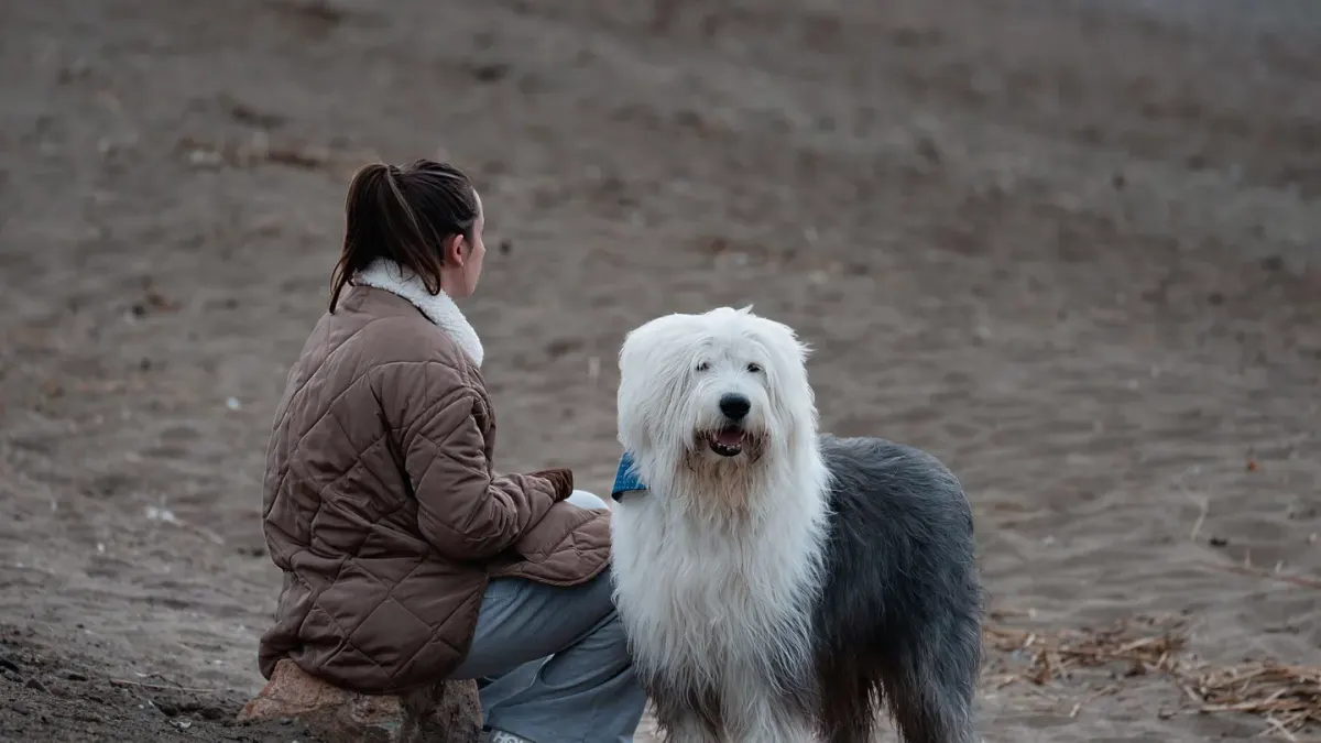 Dog traveling with an owner