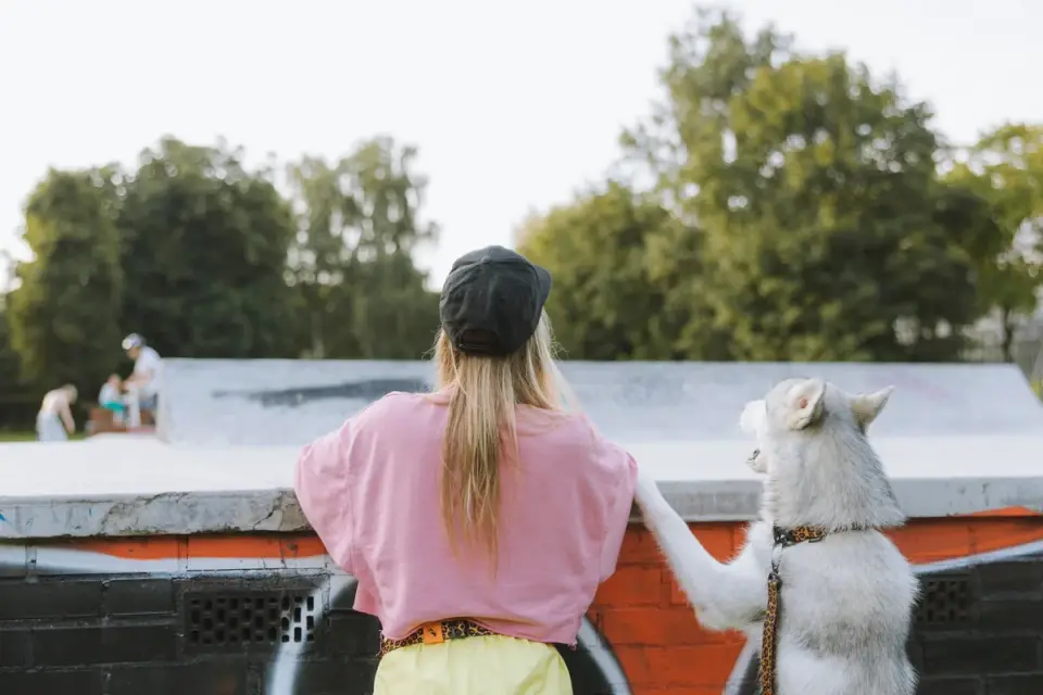 Dog traveling with an owner