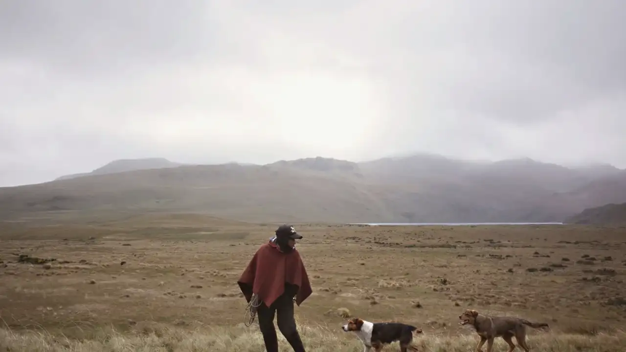 Dog traveling with owner outdoors