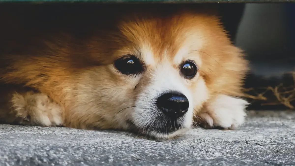 Dog under furniture