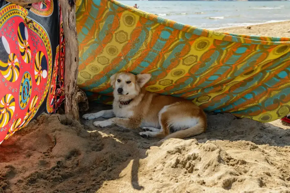 Dog under furniture