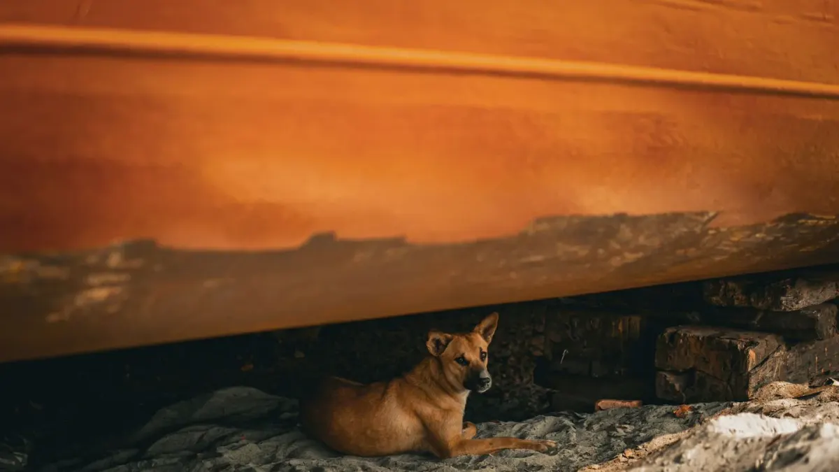 Dog under furniture