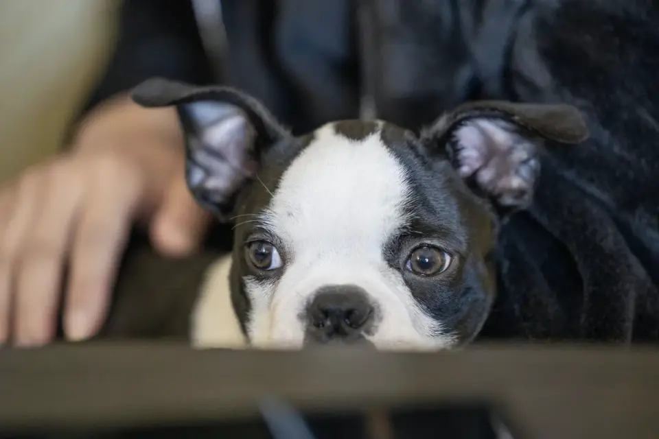 Dog under furniture