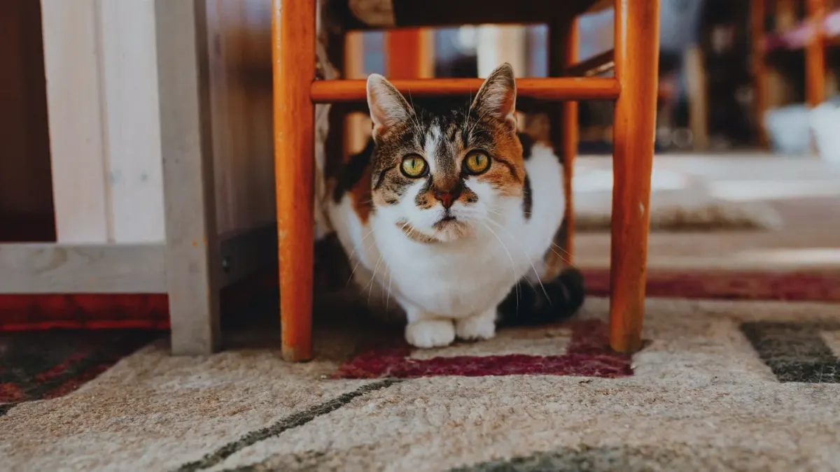 Dog under furniture