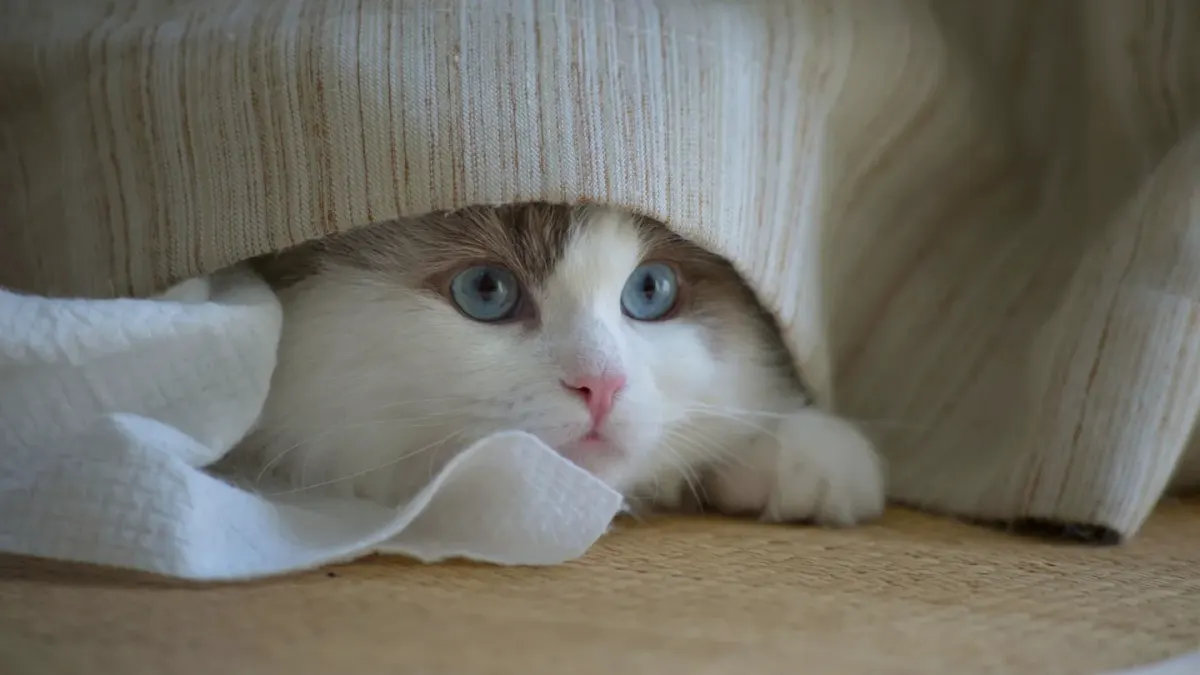 Dog under furniture