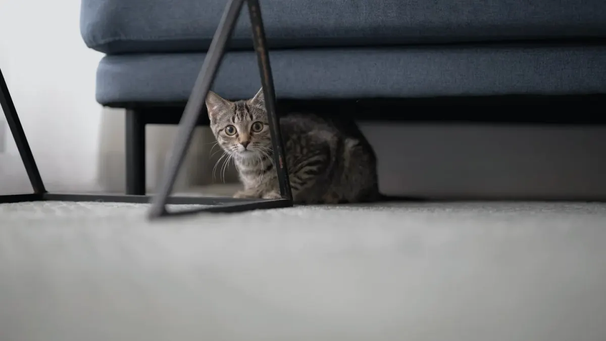 Dog under furniture