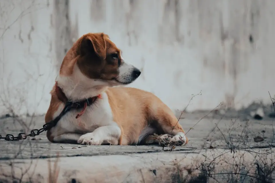 Dog waiting beside a bowl