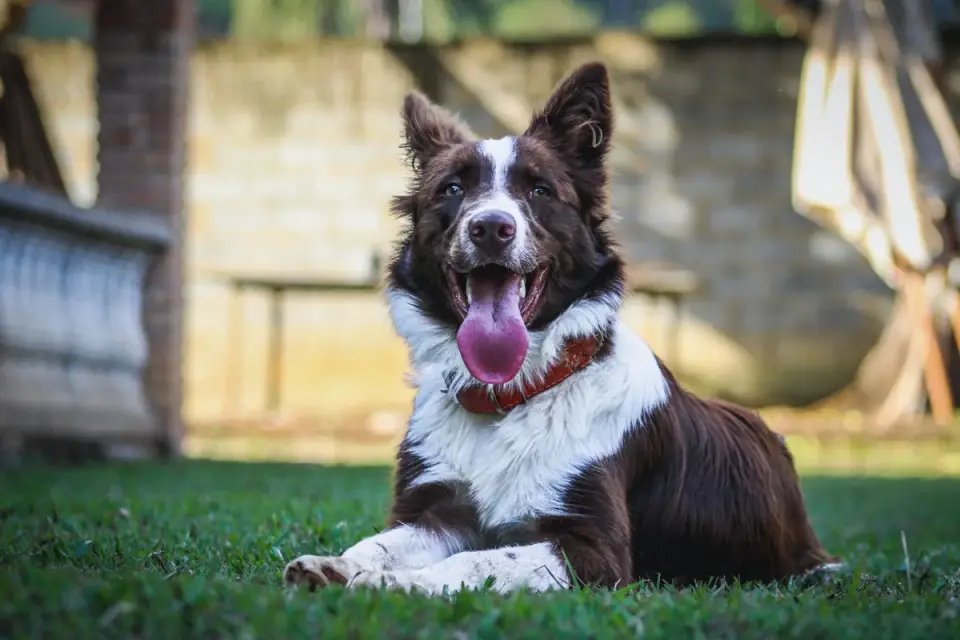 Dog waiting beside a bowl