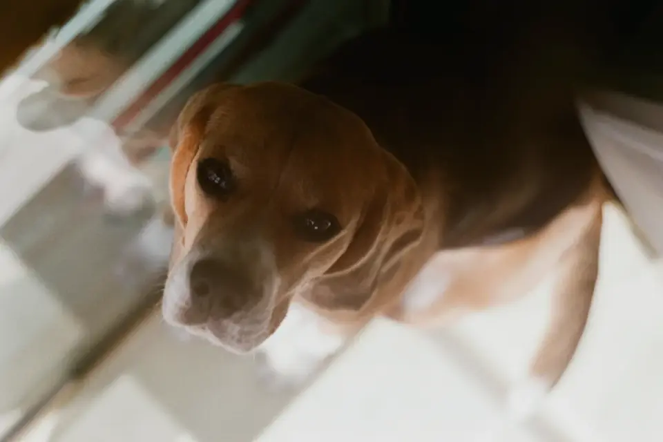 Dog waiting beside a bowl