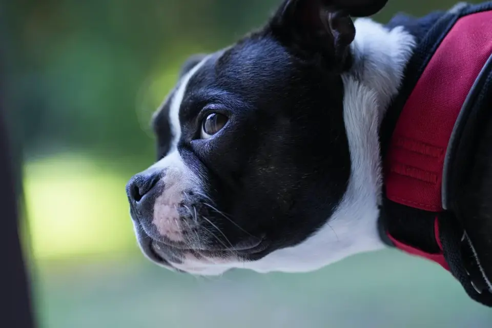 Dog waiting indoors