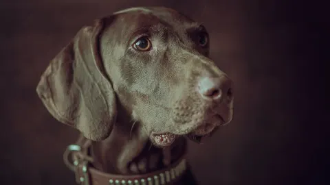 Dog waiting indoors
