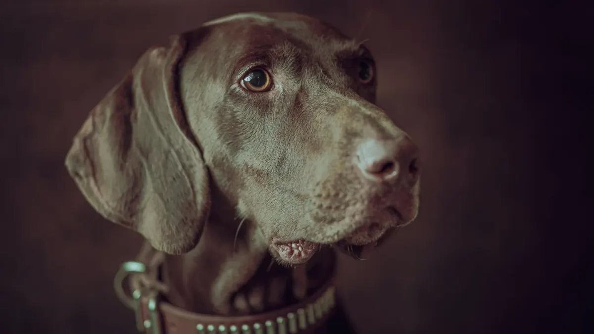 Dog waiting indoors
