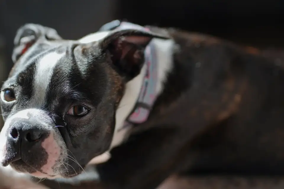 Dog waiting indoors