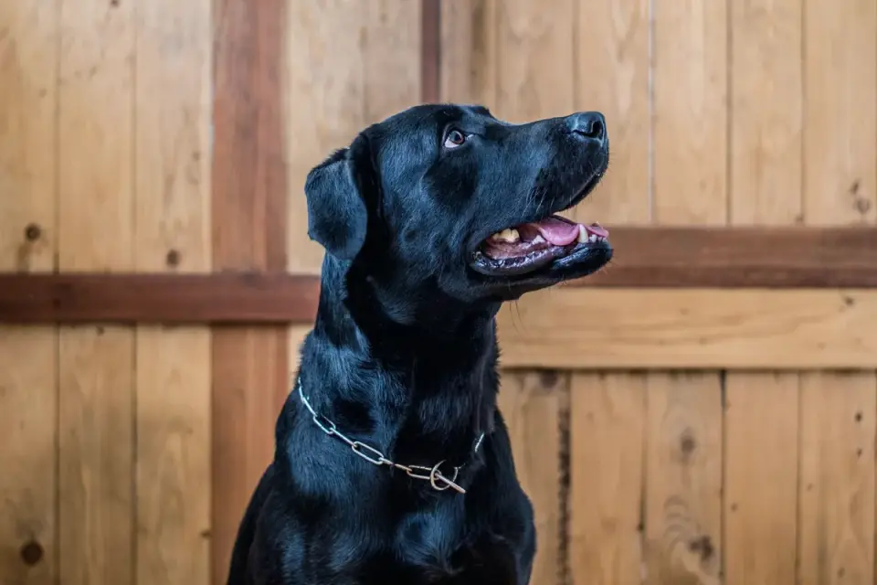 Dog waiting indoors