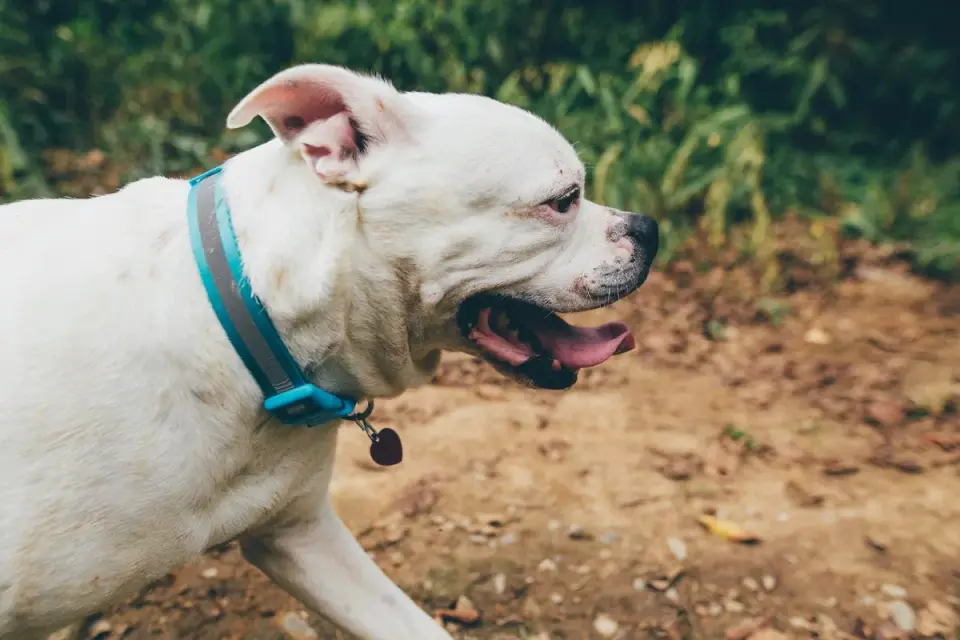 Dog walking beside an owner