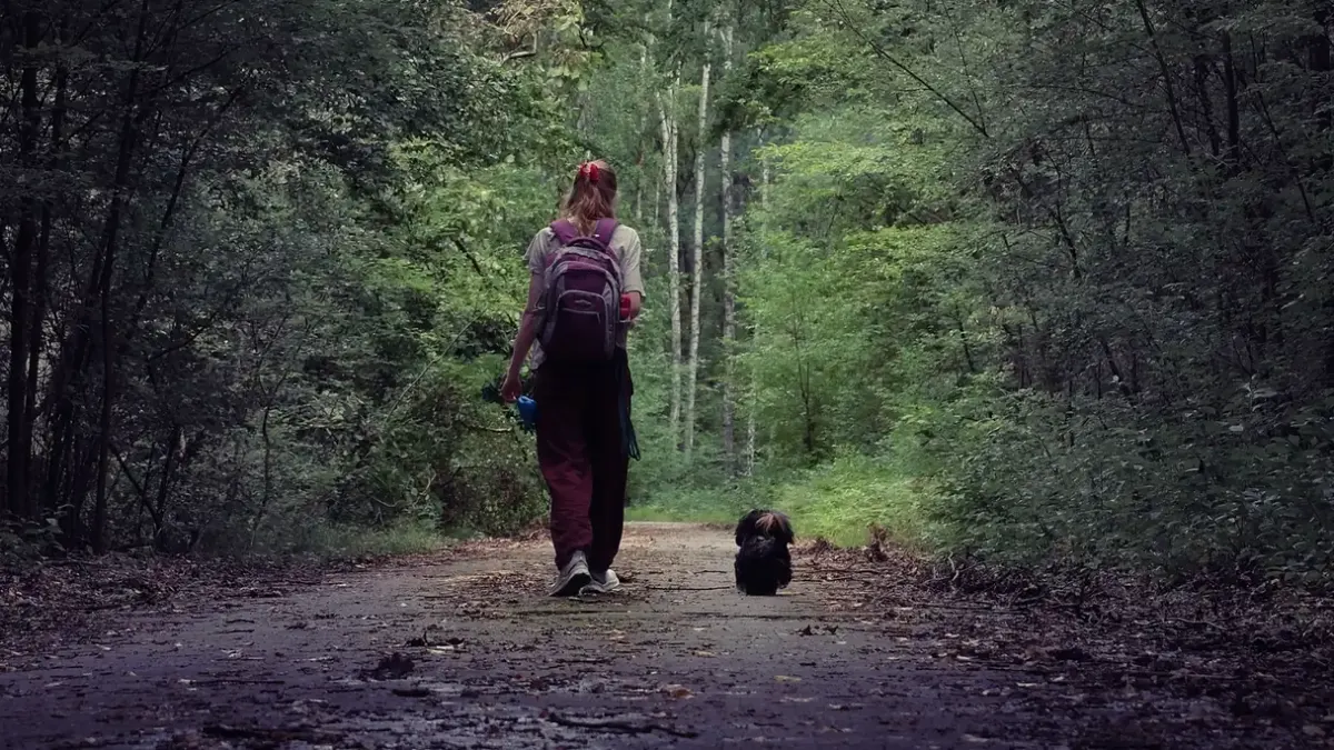 Dog walking beside an owner