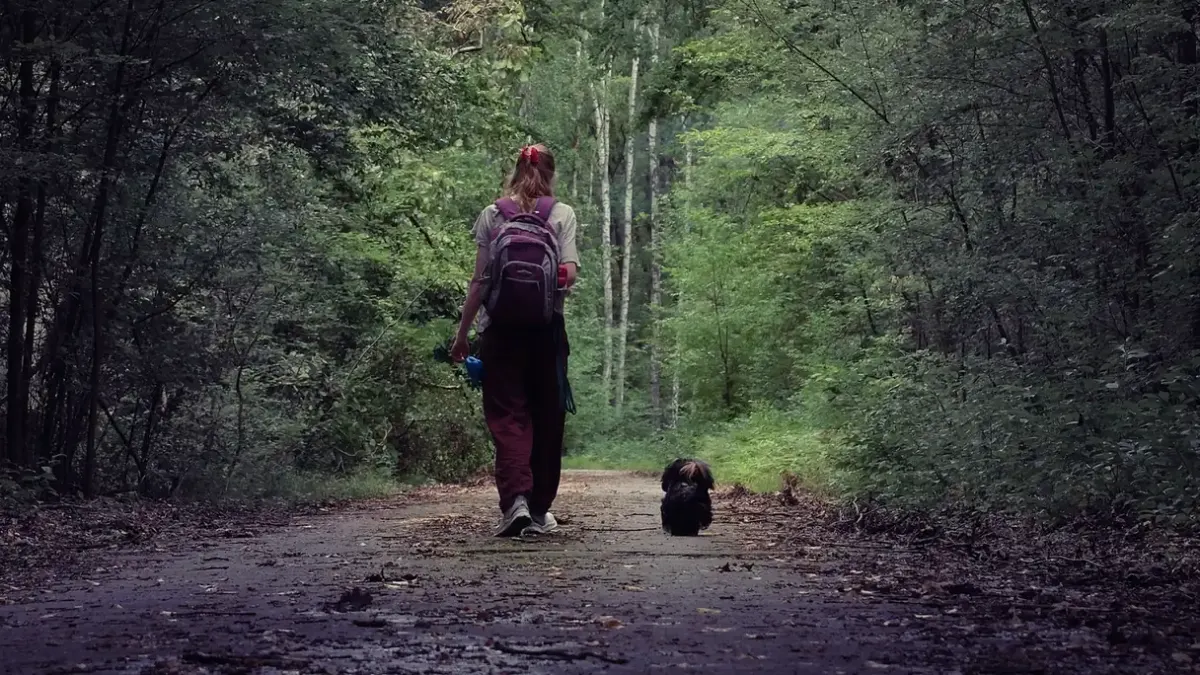 Dog walking beside an owner