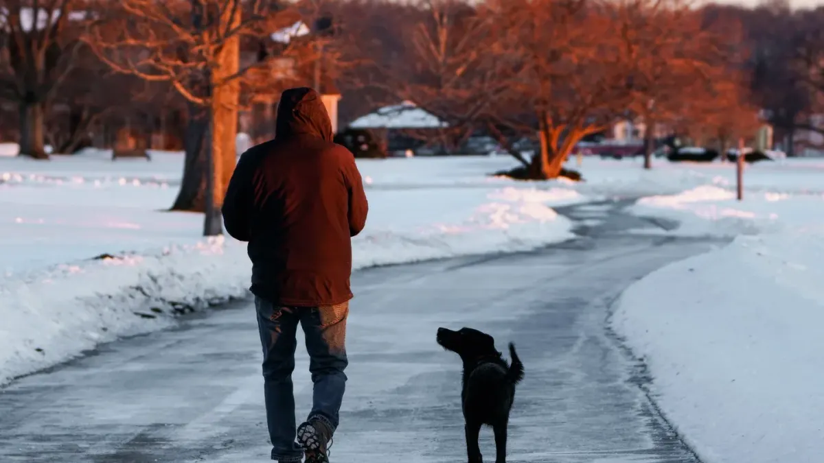 Dog walking beside owner heel