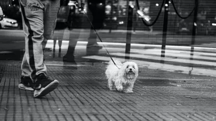 Dog walking beside owner heel