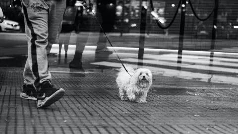 Dog walking beside owner heel