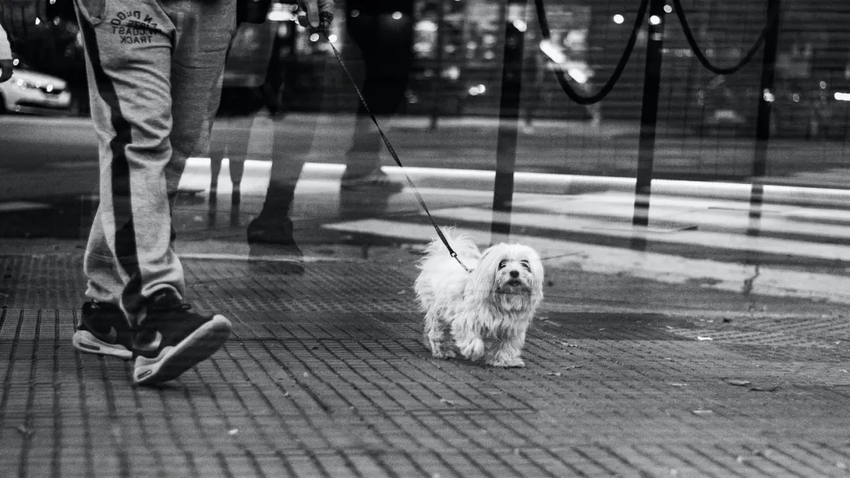 Dog walking beside owner heel