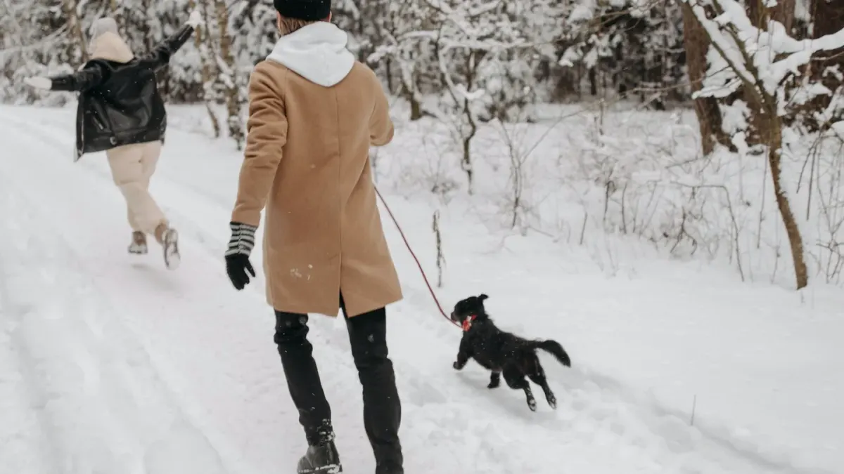 Dog walking beside owner heel