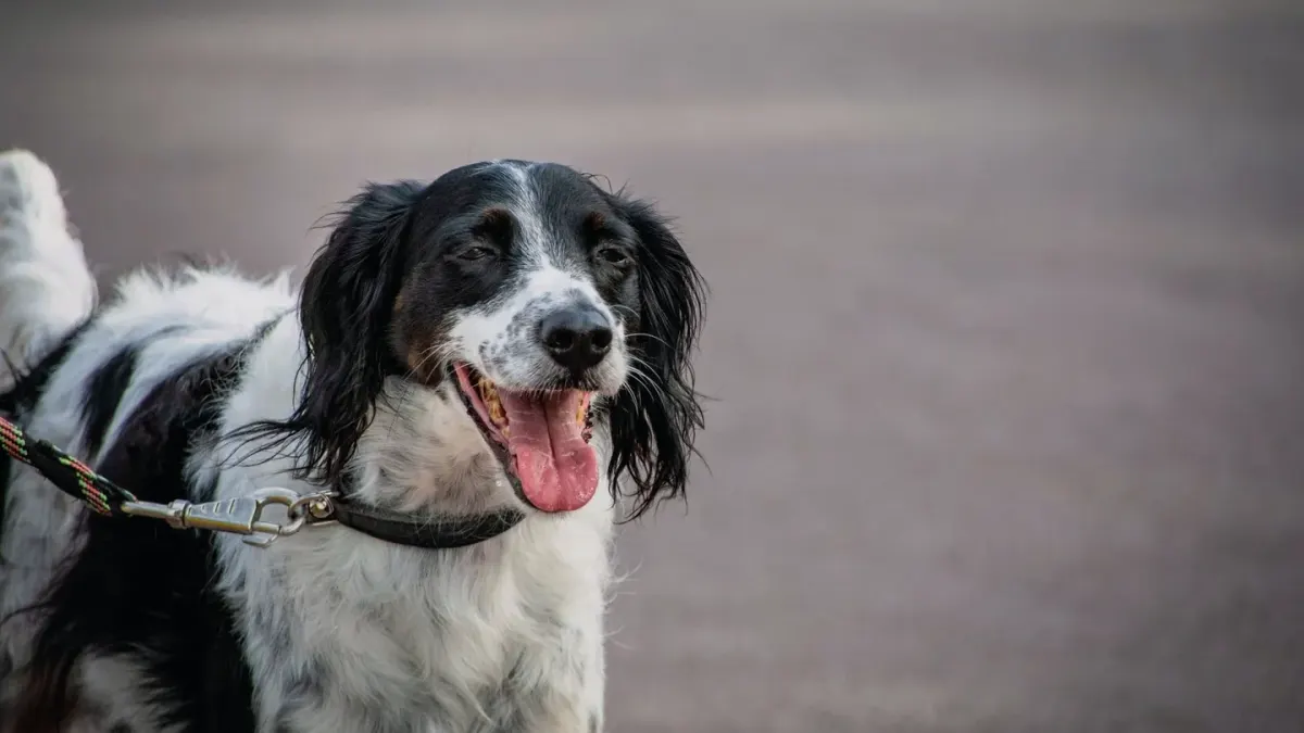 Dog walking on a dimly lit sidewalk wearing a collar with a small glowing light