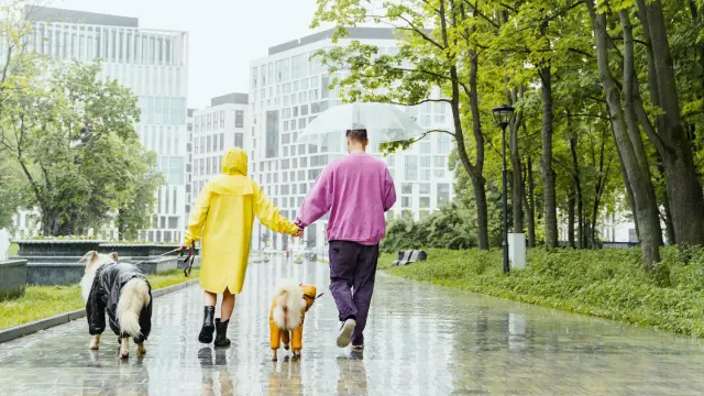 Dog walking outdoors