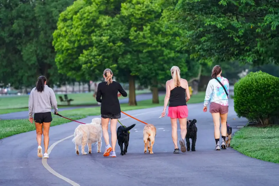 Dog walking outdoors