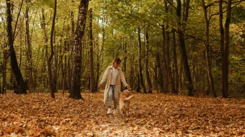 Dog walking with an owner