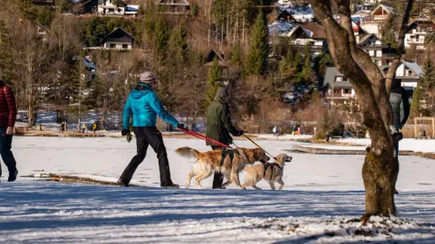 Dog walking with an owner