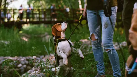 Dog walking with an owner