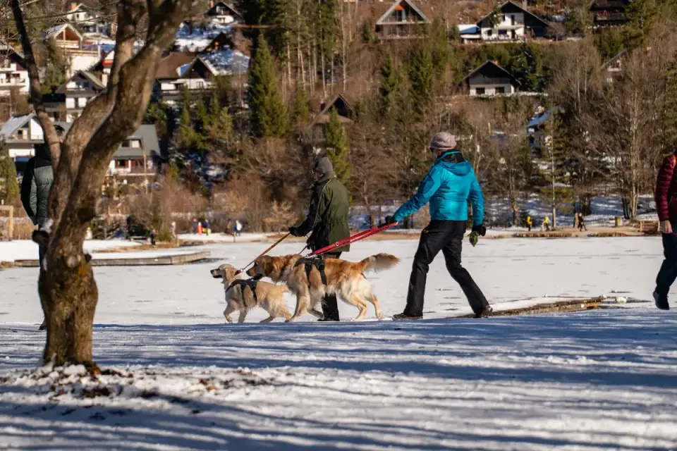 Dog walking with an owner