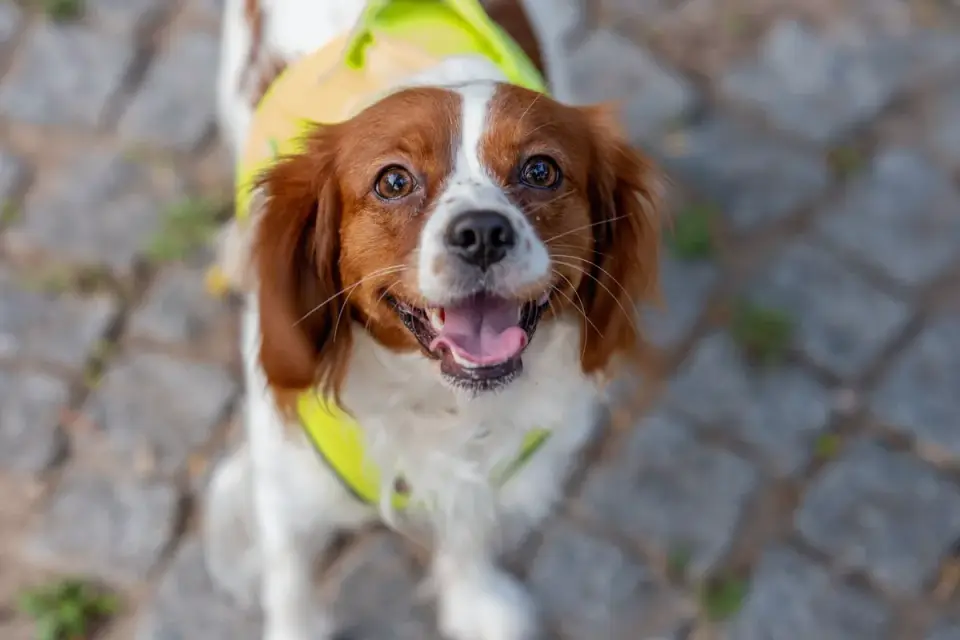 Dog wearing a coat