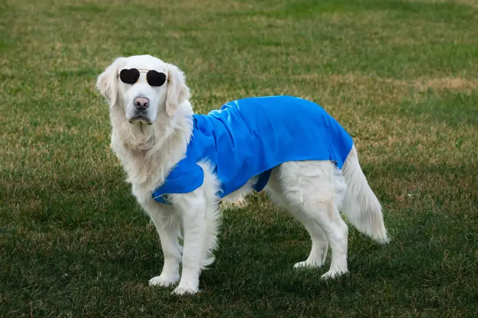 Dog wearing a coat
