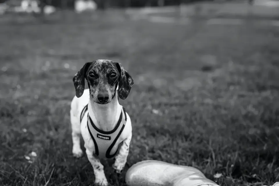 Dog wearing a coat
