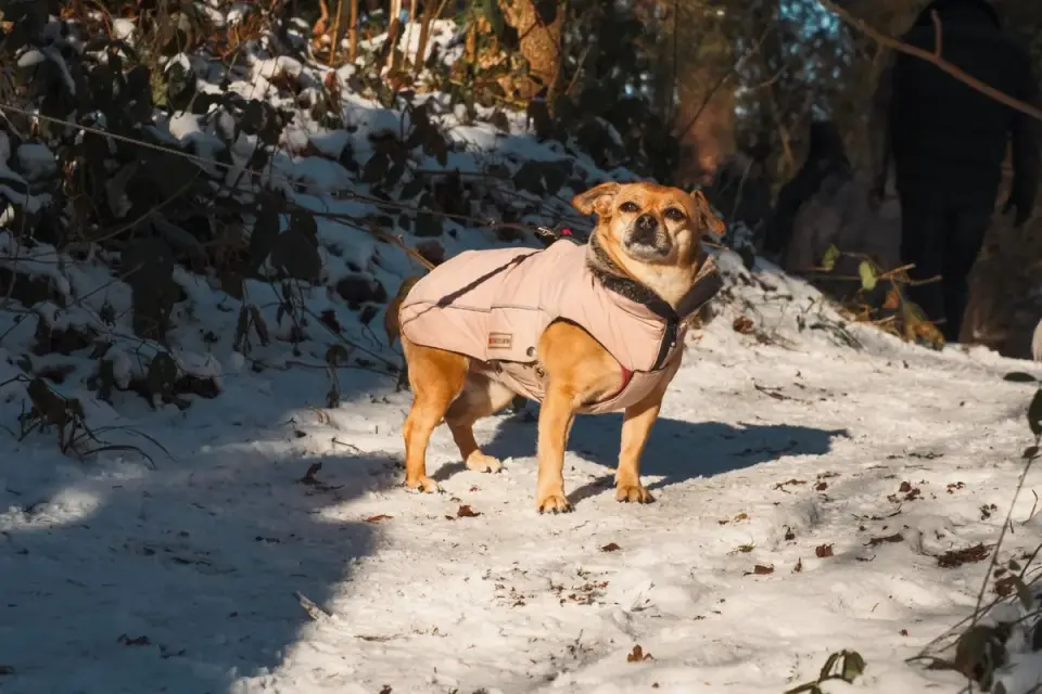 Dog wearing a coat