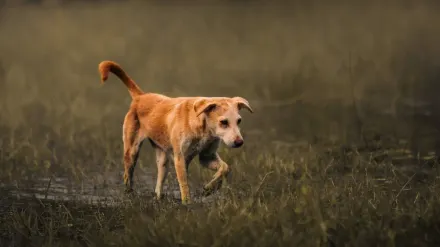 Dog wearing a coat