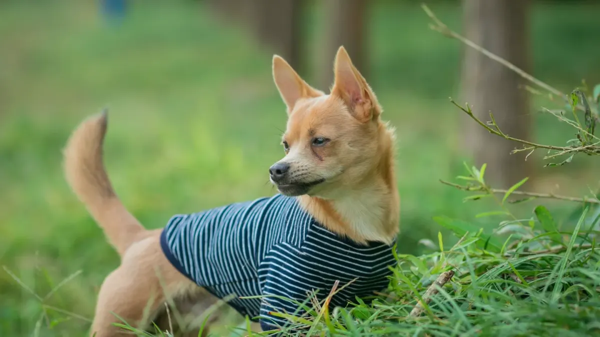 Dog wearing a coat