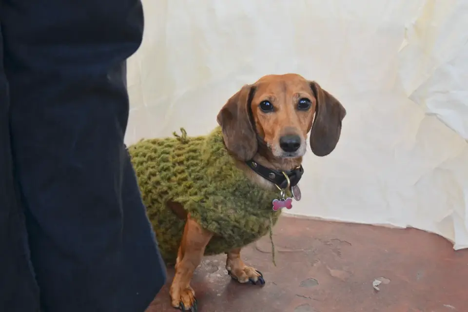 Dog wearing a coat
