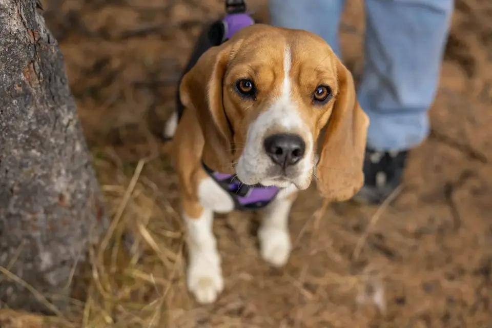 Dog wearing a harness