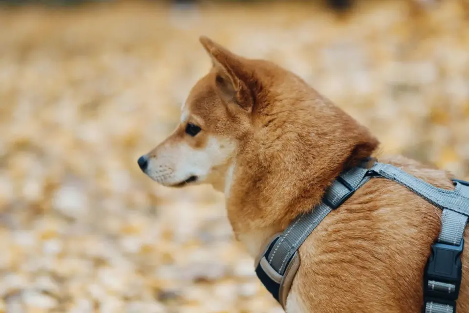 Dog wearing a harness