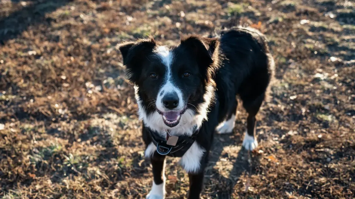 Dog wearing a harness
