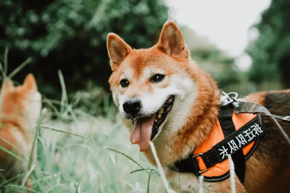 Dog wearing a harness