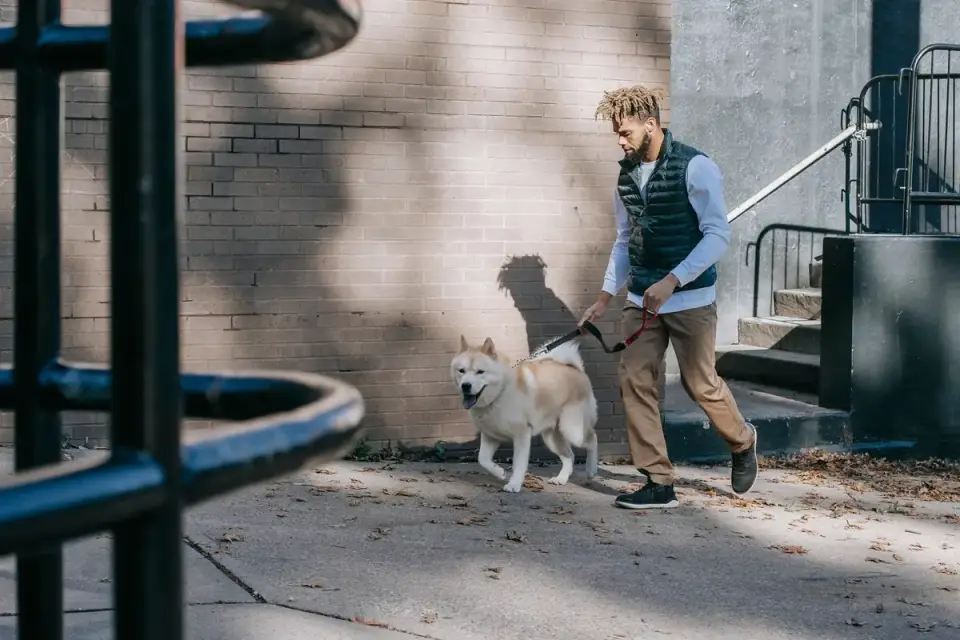 Dog wearing a reflective vest walking along a sidewalk at dusk