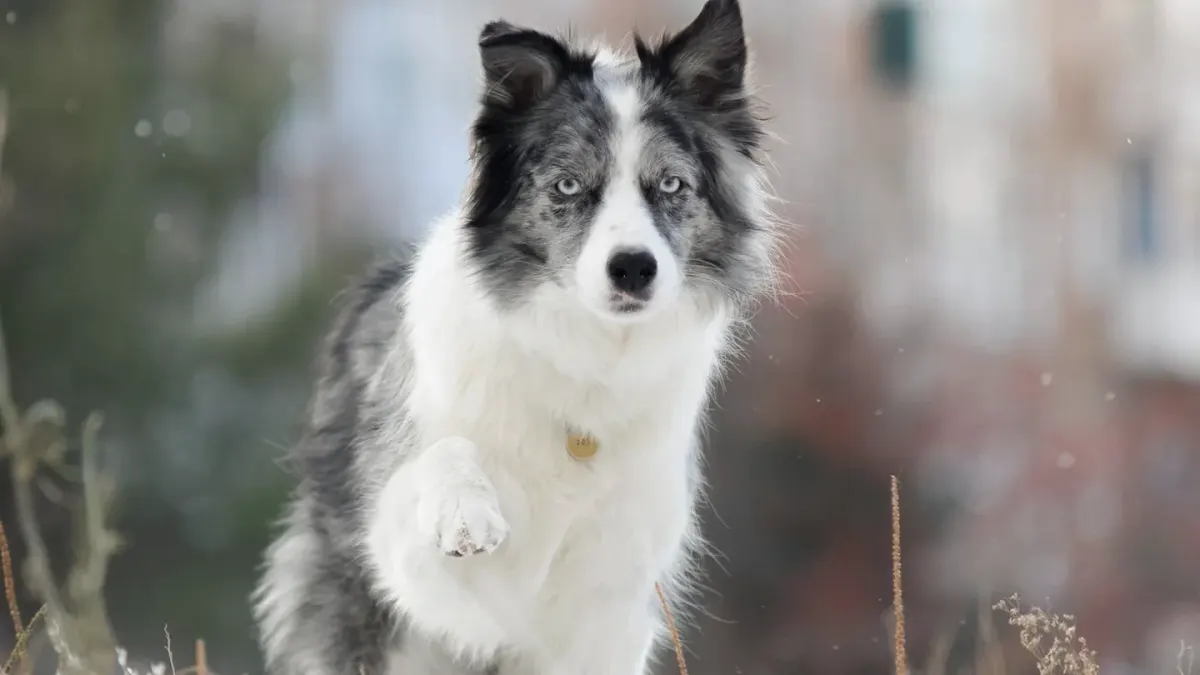 Dog wearing boots