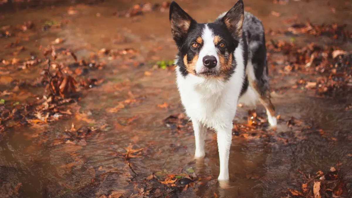 Dog wearing boots